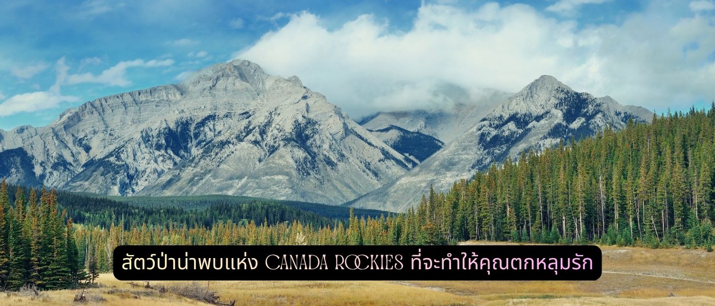 สัตว์ป่าน่าพบแห่ง Canada Rockies ที่จะทำให้คุณตกหลุมรัก